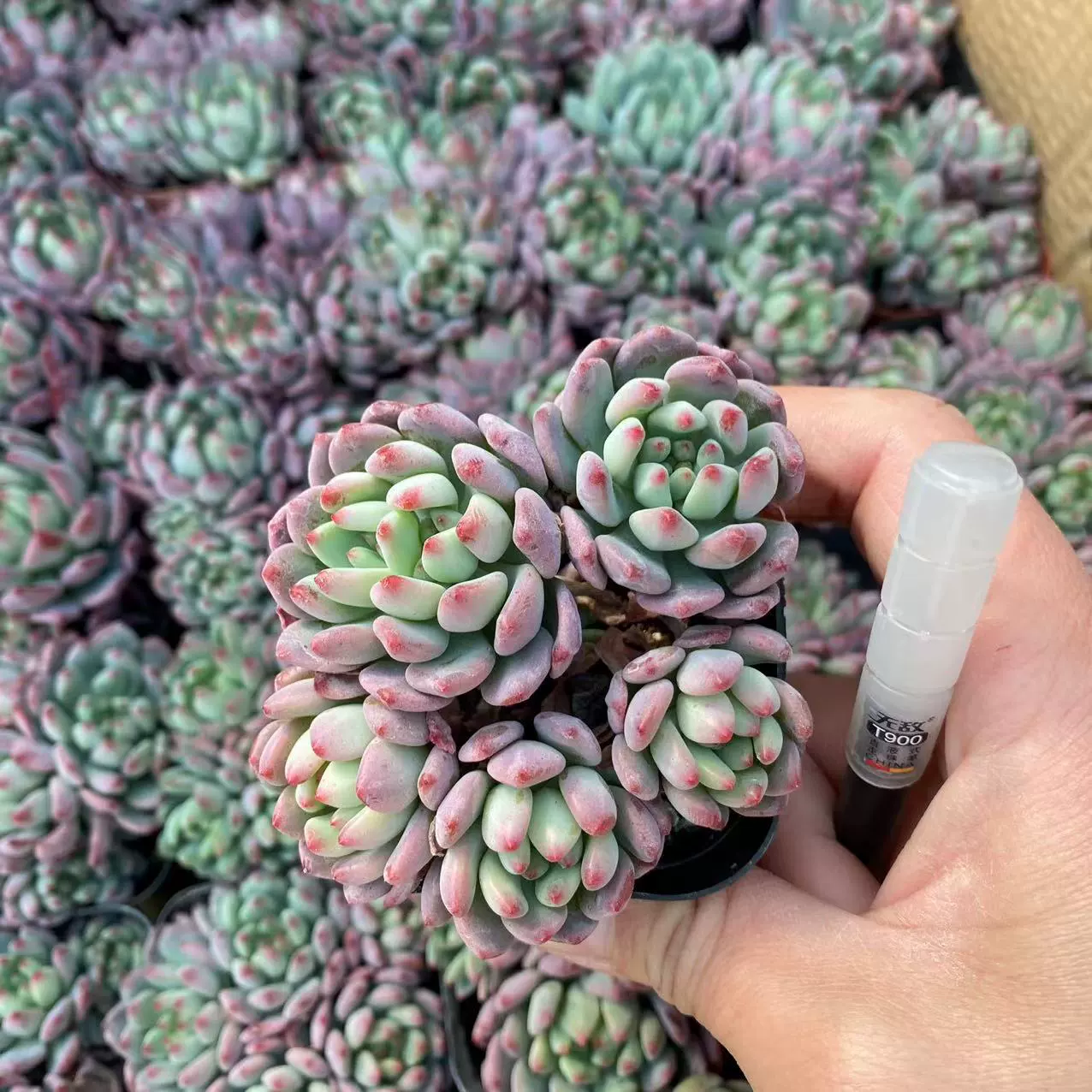 Синий Apple группа 3-6 голова реальный выстрел 6,5 см бассейна ссылка перетащить тазик без почвы волос предпочтительной доставки