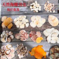 貝殻、天然貝殻、法螺貝、卸売、ヒトデ、漂流瓶、貝殻工芸品、DIY手作り貝殻材料