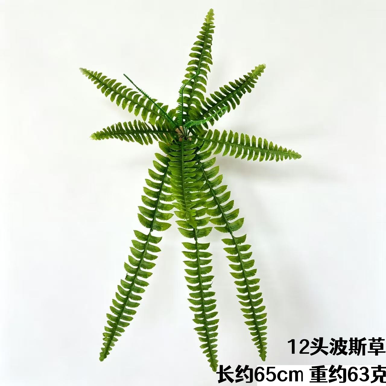 ペルシャ草 12 頭 (65cm)