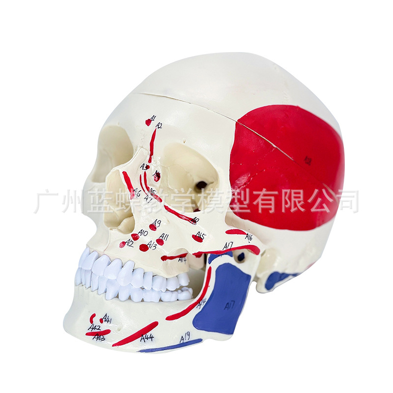 ����ҽѧ���ñ�׼ ����ͷ ͷ����ɫͷ­�Ǳ걾ģ�� ������ֹ��