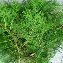 �FժҰ���Y��Ȱؘ�֦��ؘ��~ϴ�l�ݾ�Ѭ�D��DIY�}�Q�仨�h���r