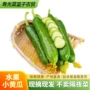 寿光迷你新鲜爽口小黄瓜