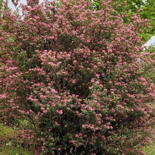 �{�~�̶� ���yľ ���y�̶� �̶�С�� Ҏ���Rȫ