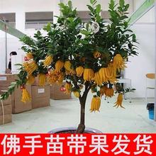 金佛手盆栽正宗佛手室内盆景观果植物花卉佛手柑树千苗带花苞招