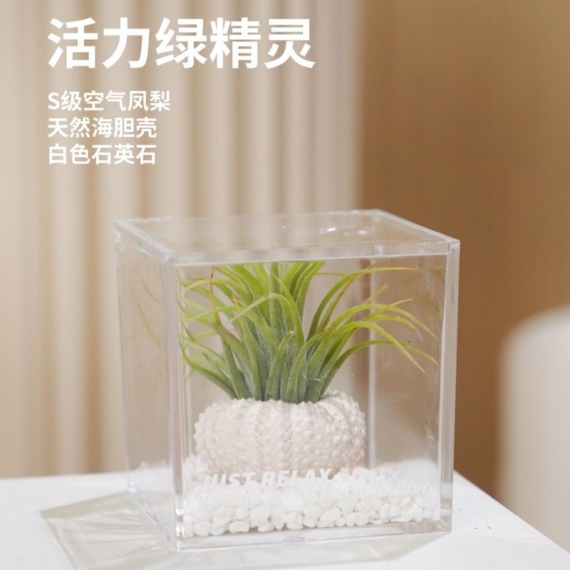 空气凤梨无土植物鲜活办公桌面室内多肉工位微景观盆栽黑凤梨绿植|undefined