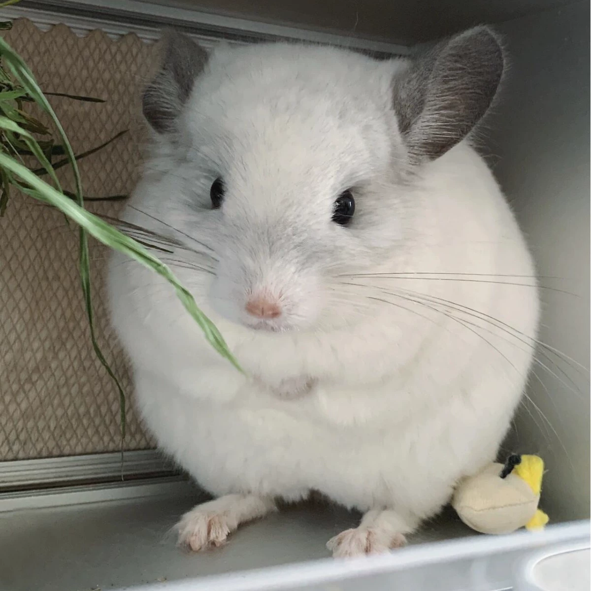 Живая шиншилла, кукла-шиншилла, живое животное в клетке, видео для выбора собственного пакета разведения, живой пакет, здоровая шиншилла.