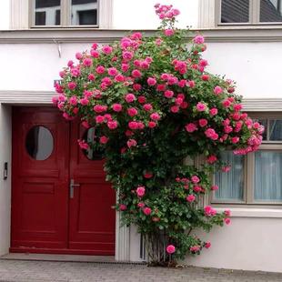 Rose Flower Seedlings, Vine Roses, Extra Large Fragrant Courtyard Climbing Plants, Flower Pots, Balcony Roses Climbing Walls in All Seasons