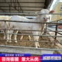 夏洛莱改良肉牛犊