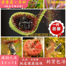 ���é�������ճס�x��ʳ�˻�ʳ�x����ò�ʳ�xֲ����]����