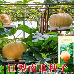 �����ϹϷN�Ӵ��ϹϷN������Ʒ�N�^�pʳ���ļ������߲˷N���߲���