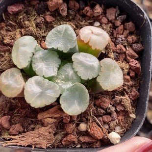 Japanese Green Plant Potted Landscape Succulent Greenhouse Wholesale Agave Cactus Succulent