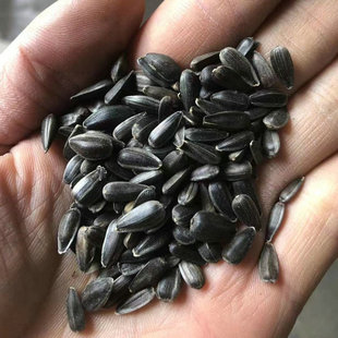 Новые товары Оригинальный приготовление черного жемчуга. Небольшие масляные подсолнечники Случайные закуски, приготовление пищи, сырые приготовленные маленькие семена подсолнечника Оптовые