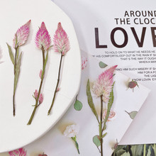 凤尾花鸡冠花植物标本diy手工相框书签香薰蜡烛跨境装饰货源批发