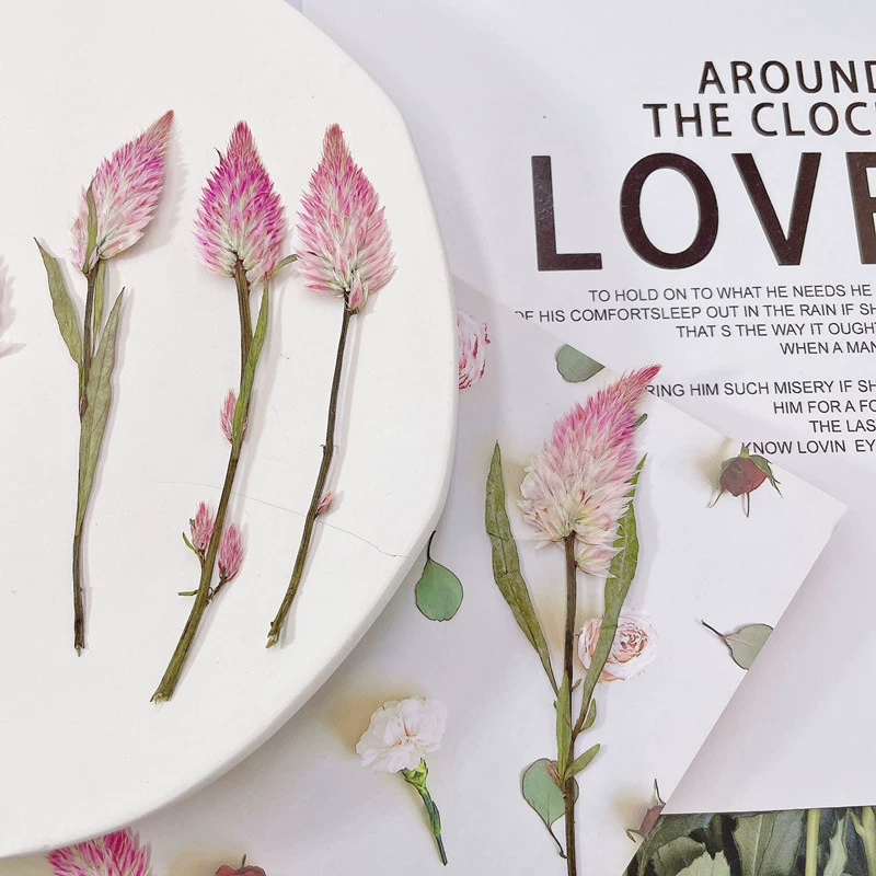 Петушиная расческа образец растения DIY ручной работы фоторамка Закладка Ароматерапия Свеча трансграничные декоративные поставки оптом