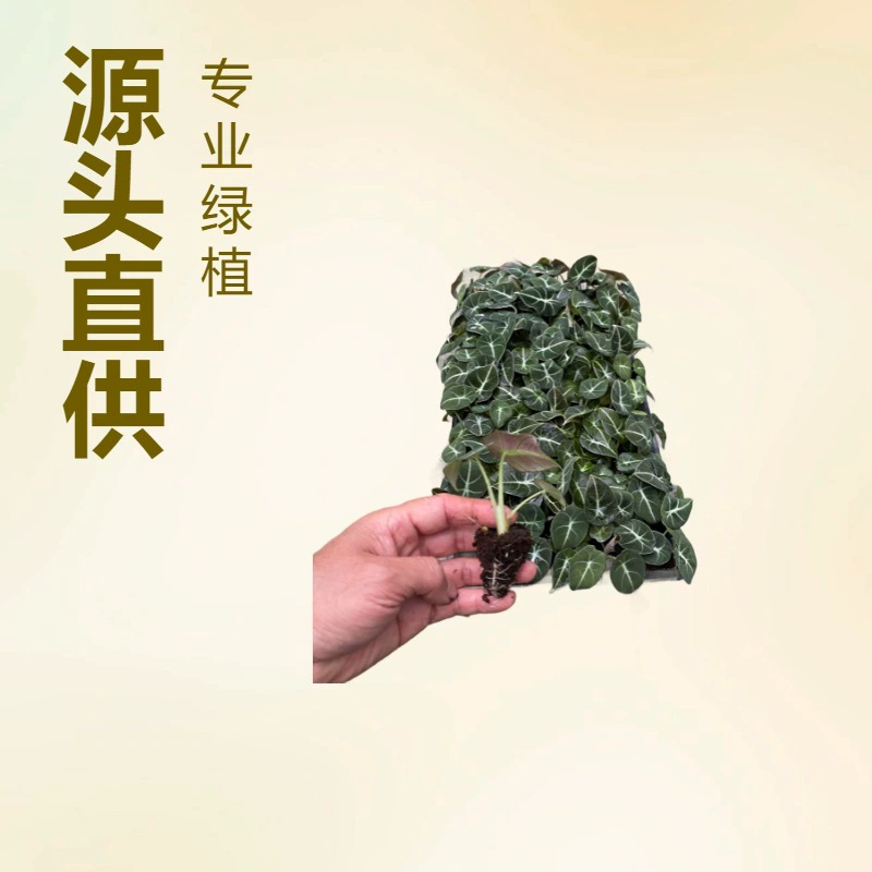 Основа поставляет большое количество садовых цветов, черного лебедя, амариллиса и лотоса гуаньинь, культуру тканей комнатных растений оптом.