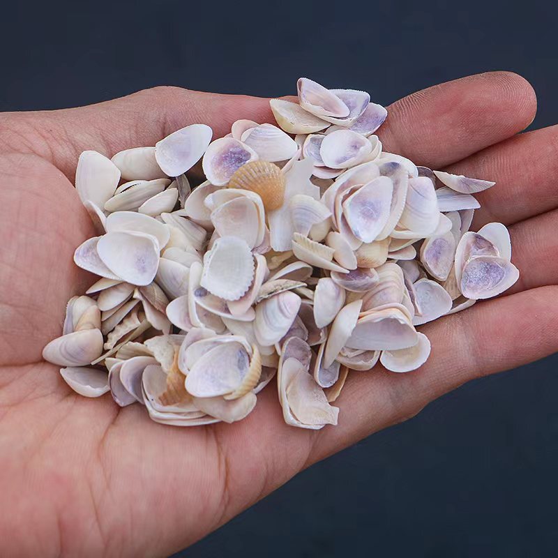 Nail Conch Collection Natural Conch Shell Fish Tank Landscaping Mediterranean Decorative Materials Wholesale by the Pound Nail Conch Collection Natural Conch Shell Fish Tank Landscaping Mediterranean Decorative Materials Wholesale by the Pound