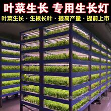 LED�t�{��ֲ�����L�������߲˹��S�҃�ˮ���~��ȫ���VT8�a�����