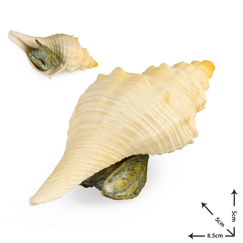 Children's solid simulated ocean animal toy model sea snail abalone conch bivalve cognitive gift fish tank decoration