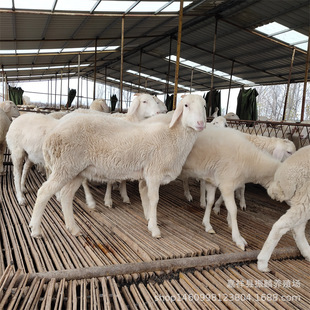 �d���Bֳ������Сβ���� �Ų��d��N���� ��̥���С���