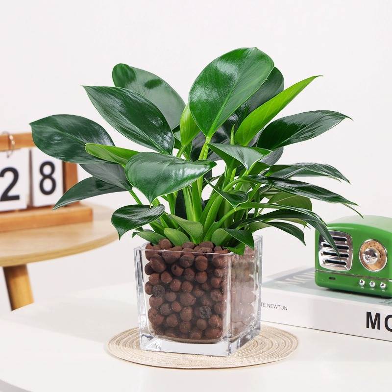 3 골드 다이아몬드 25-30cm 사각 실린더 + 세라믹 사이트 + 영양 용액