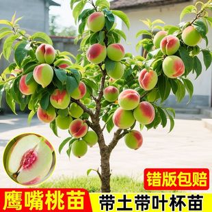 ���Ҙ����硿���ڼ޽������Ҙ��������ҹ�����ˮ���Ҙ��ϱ����Nֲ