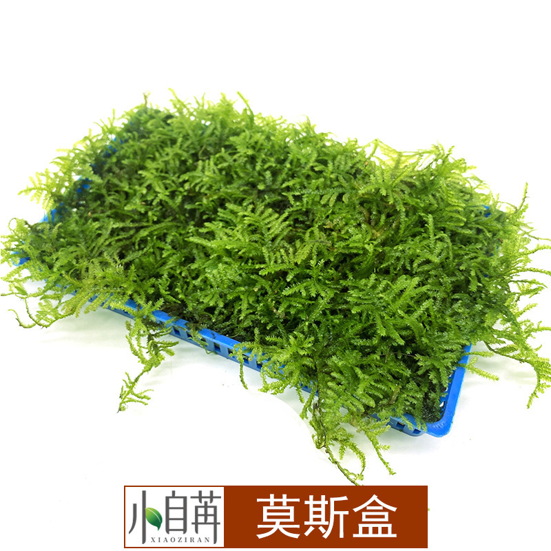 Real Aquatic Plants Wholesale Moss Fish Tank Aquarium Ornamental Aquatic Plants Large Triangle Moss Live Bulk 8*13cm Water Fern Real Aquatic Plants Wholesale Moss Fish Tank Aquarium Ornamental Aquatic Plants Large Triangle Moss Live Bulk 8*13cm Water Fern