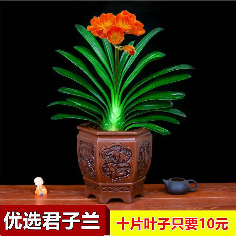 君子兰盆栽老苗带花苞四季好养花卉绿植物室内阳台圆头和尚大小苗