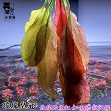 �費ʹ��쾰��ˮ�ߙnϡ��ˮ�ݻ��wֲ���~�ײݸב����к󾰺��κ�