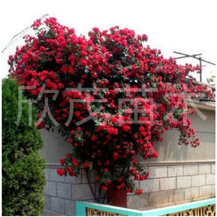 �����Nޱ �����¼����� �ٱ��¼�����ֲ�����󃞻ݰ��]