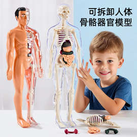 可拆卸拼装人体模型结构全身骨骼器官3d骨架医学解剖儿童玩具批发