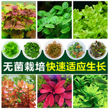 无菌水草杯鱼缸造景前景水培植物阴性有茎真草新手矮珍珠净水增氧