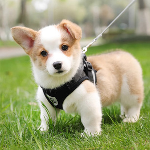 Vest dog leash medium and small dog cat leash Corgi strap anti-break dog chain dog leash