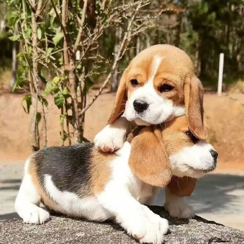 Wholesale Beagle Puppy Live Dog Rabbit Hunting Dog Hunting Dog Pure Protective Dog Medium Pet Dog Puppy Live Dog