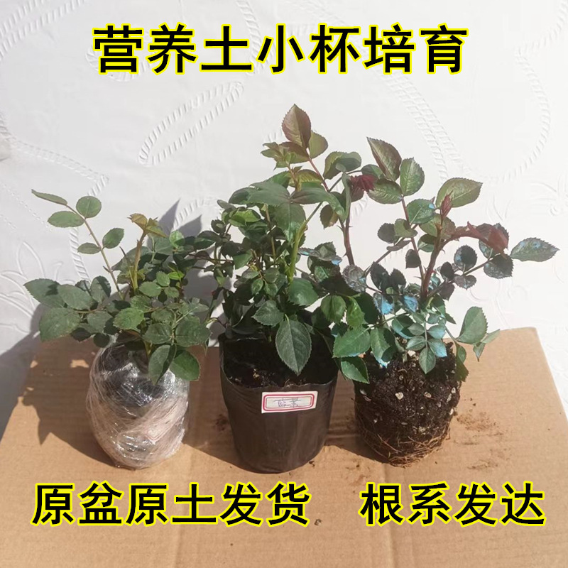 月季小苗扦插花苗四季开花红果汁阳台带花苞爬藤蔷薇玫瑰灌木植物