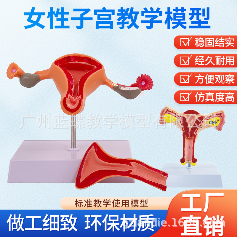 ����Ů����ֳ�ӹ����ʲ���ģ�� �����ѳ���ѧģ�� ������ֳ�ƽ̾�