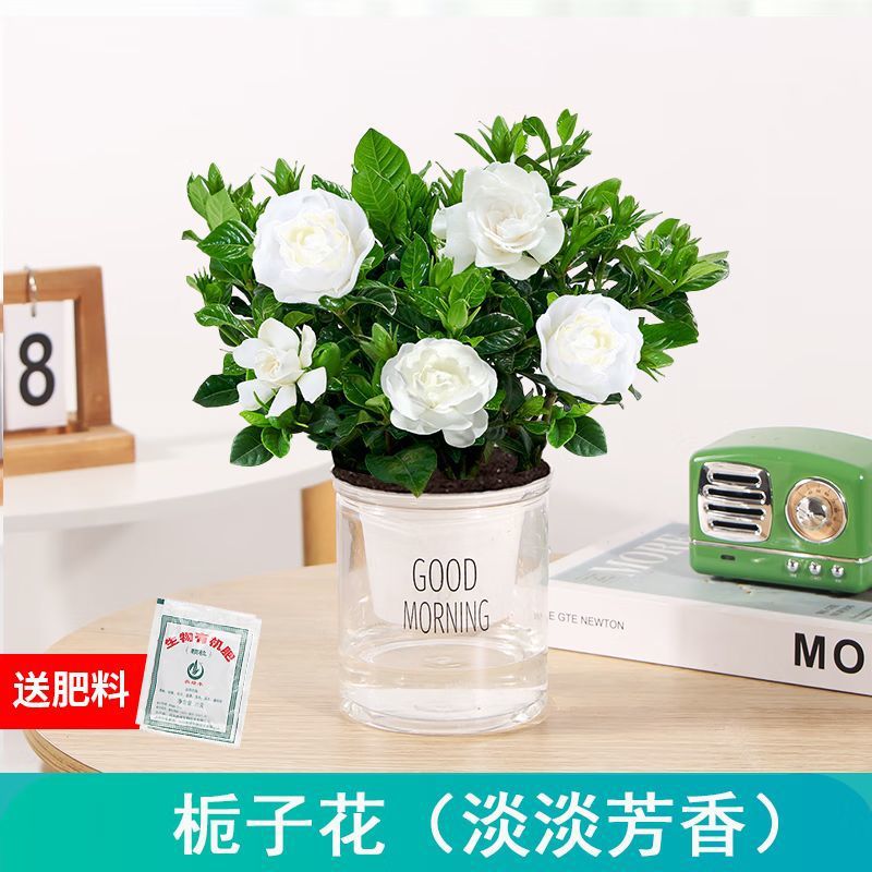 은은한 향(치자나무)