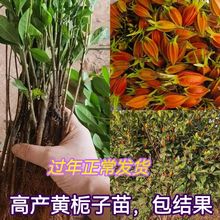 �����S�d�Ә���N�̨ͥԺ�Gֲ�辰����ɽ�S�d�Ә���Gɫ��ʳ�û�