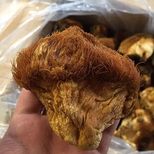 ɢ�b���d���X�|���خaҰ�����^��ʳ�þ���Ȼ�����؛Ģ500�˰l؛