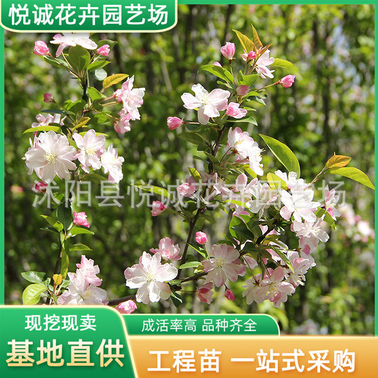 批发西府海棠树苗公园花坛绿篱植物园林绿化工程灌木西府海棠花树