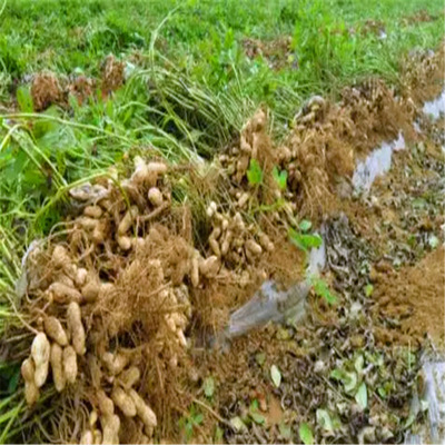 高油酸豫花生37种花生种子基地直发红皮花生带壳红衣花生种子批发