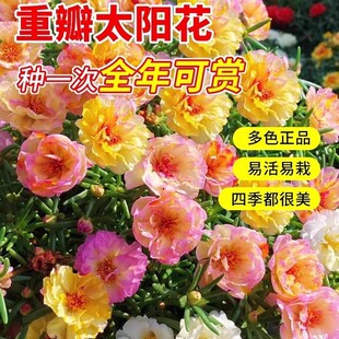 �ذ�̫ꖻ��N�ӻ�ɫ���~ĵ�����ܷN��ԭ�b�ļ��߲˷N�Ӵ�ȫ���N��