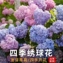绣球花种子无尽夏绣球花花种籽子多年生花籽易活盆栽庭院四季种植