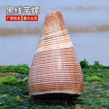 黑线芋螺天然贝壳海螺鱼缸水族箱创意diy微景装饰地中海拍照摆件