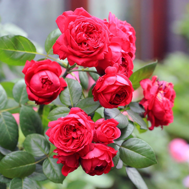 批發薔薇花苗藤本月季特大花樹爬藤陽台爬牆花卉玫瑰盆栽四季開花