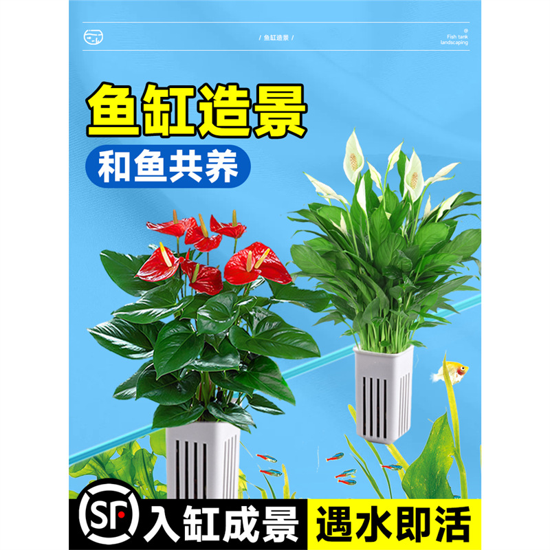 水培植物室内好养绿植鱼缸水草和鱼共养绿萝富贵竹铜钱草造景专用