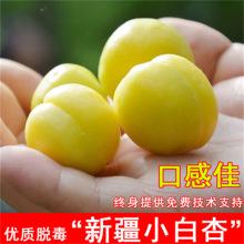 小白杏凯特杏树苗嫁接特大甜杏子树苗南北方种植盆栽地栽当年结果