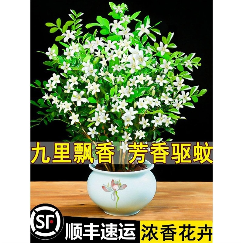 九里香盆栽茉莉花绿植室内驱蚊四季开花带花苞七里香水培盆景植物