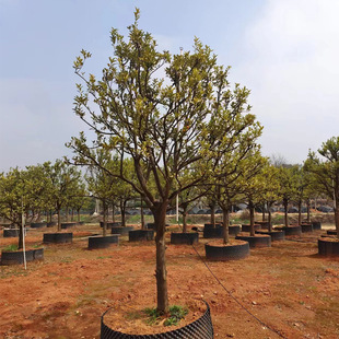 ��Ƥ��� �@�ֹ������;G����ľͥԺ��Ʒ���G��ľ ���ϻ���ֱ�N