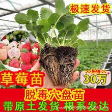 ��ݮ�����ļ��Y�����ԷN��Ѩ�P�������ش�̖���|���l����t�����