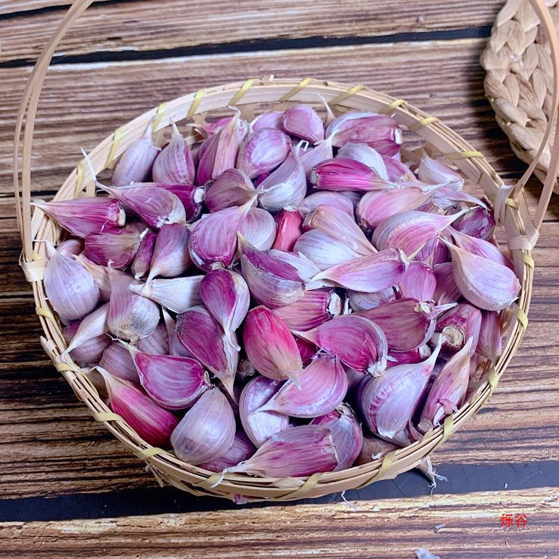 山东紫皮蒜种大蒜头种籽红根大祘头籽金乡小蒜瓣寒蒜硬叶红皮蒜苗